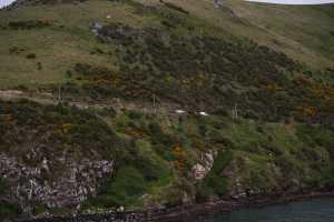 HARINGTON-POINT-DUNEDIN (34)